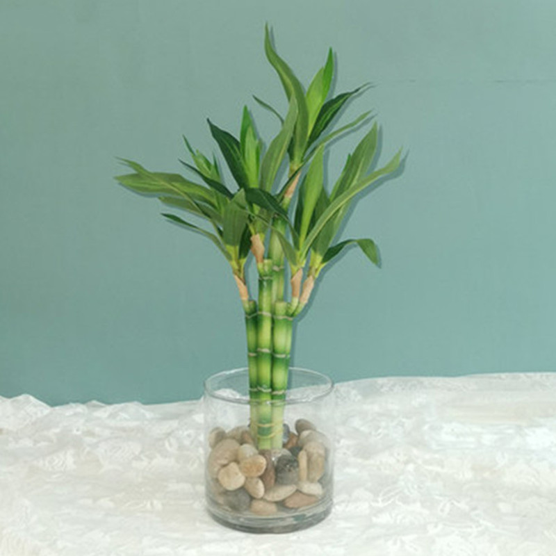 Aquarium Fish Saltwater - Nowy 40cm rFtificial Lucky Bamboo Succulent