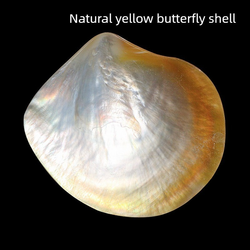 Aquarium Fish Yellow - Naturalna Żółta Muszla Motylkowa Beibei Kolekcja