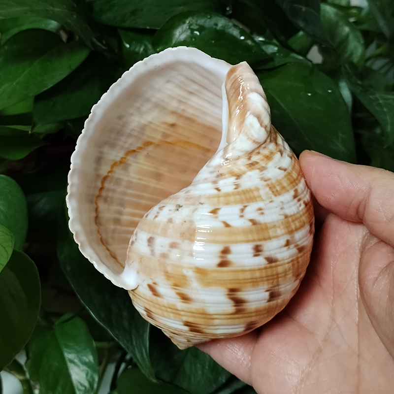 9-10CM Tonna Dolium Shell Big  – Aquarium Fish Saltwater recenzja i cena