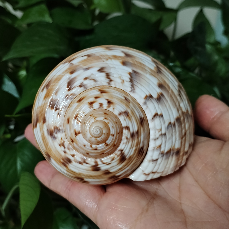 9-10CM Tonna Dolium Shell Big  – Aquarium Fish Saltwater recenzja i cena