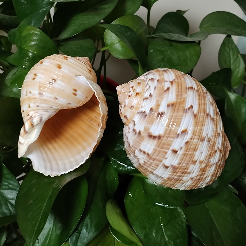 9-10CM Tonna Dolium Shell Big  – Aquarium Fish Saltwater recenzja i cena