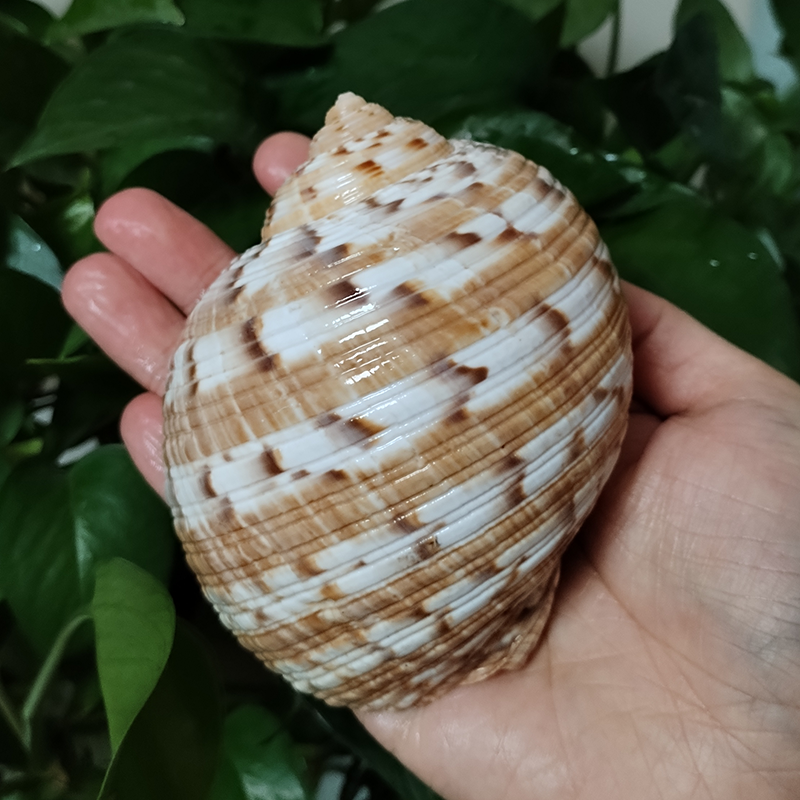 9-10CM Tonna Dolium Shell Big  – Aquarium Fish Saltwater recenzja i cena
