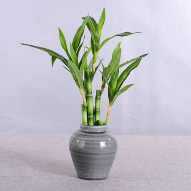 Nowy 40cm rFtificial Lucky Bam – Aquarium Fish Saltwater recenzja i cena