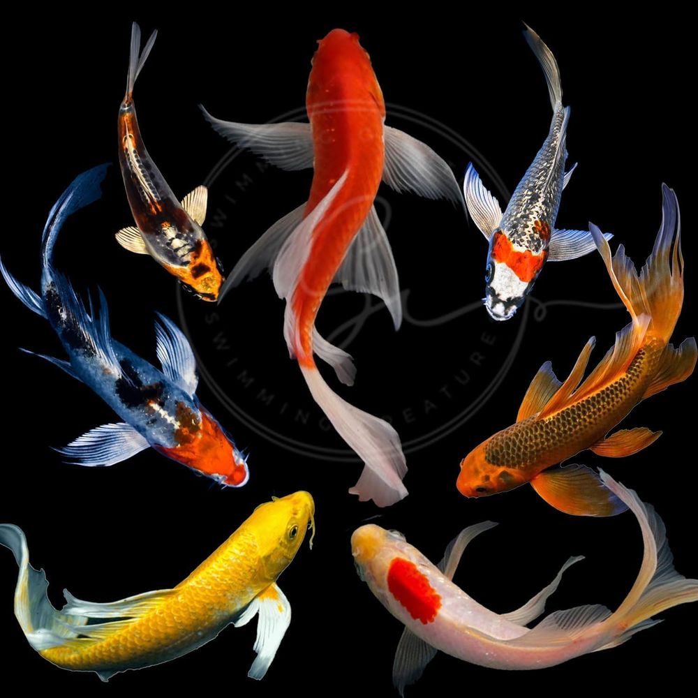 Różne Kolory Żywe Ryby Koi do  – Aquarium Fish Pond recenzja i cena